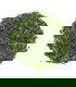 Té Verde Sencha Asanagi Bio