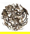 Té Amarillo silvestre de Vietnam