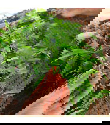 Té Verde Bua Cha Dam