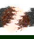 Rooibos Premium Bio  - 3