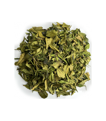 Té Blanco de Primavera - Tés Gourmet limitados para los más exigentes