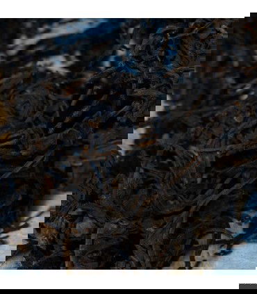 Pu Erh  Wang Bing Zi Yo Cha detalle hebras