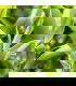 Hojas de la planta de bi Luo Chun