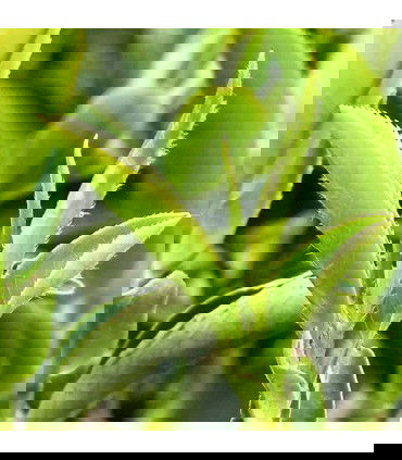 Hojas de la planta de bi Luo Chun