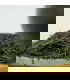 Gyokuro Okumidori Bio