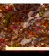 Rooibos de Navidad