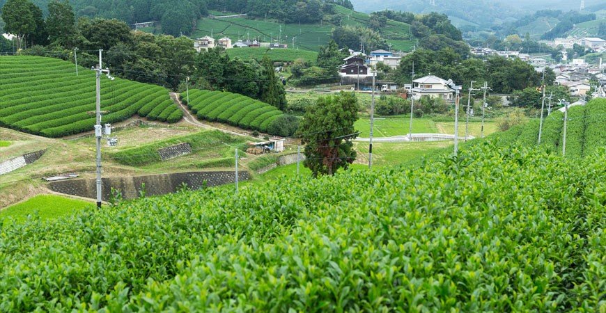 Té Verde Japonés parte I - El Cultivo