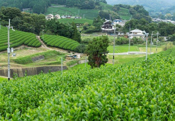 Té Verde Japonés parte I - El Cultivo