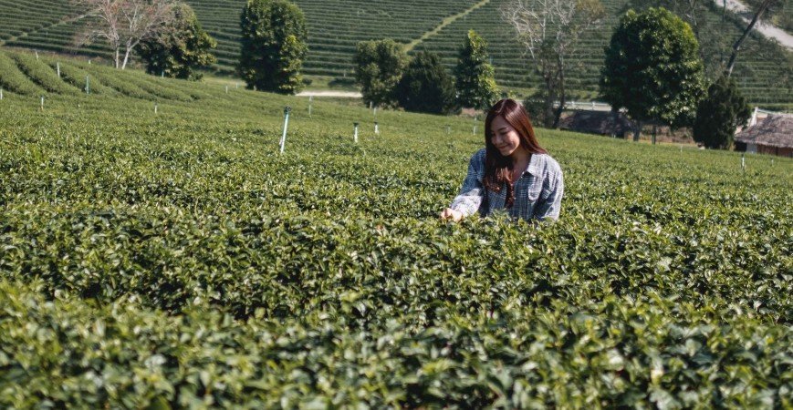 Pu Erh de Tailandia - ¿Merece la pena?