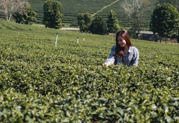 Pu Erh de Tailandia - ¿Merece la pena?