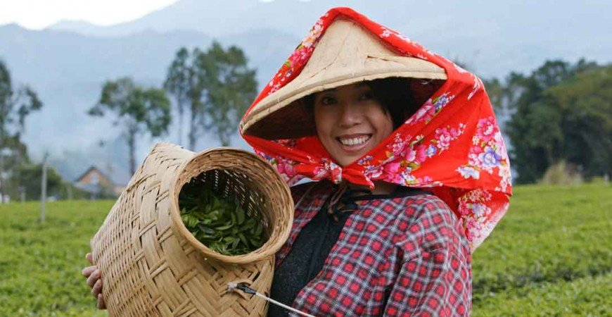Las cosechas del té - Todo lo que debes saber de los tés de primavera