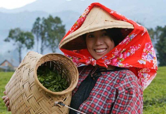 Las cosechas del té - Todo lo que debes saber de los tés de primavera