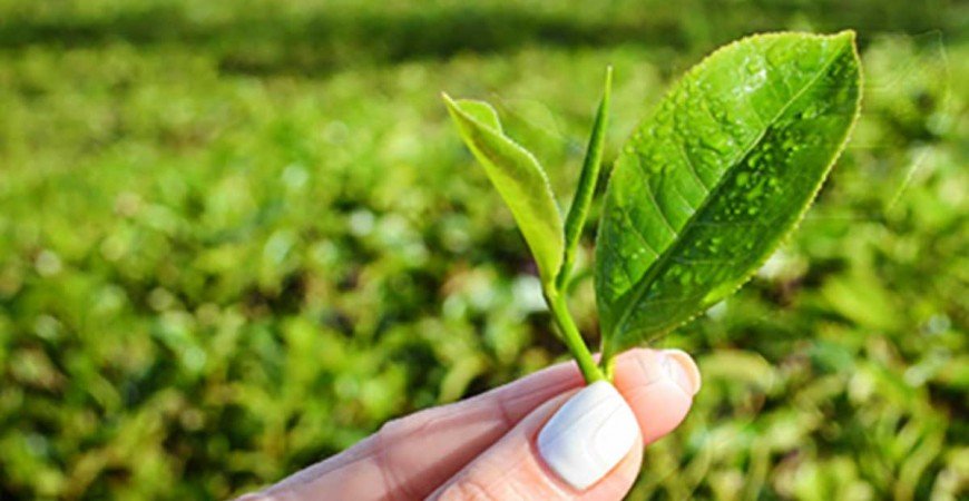 Tés naturales y clones de té ventajas y desventajas