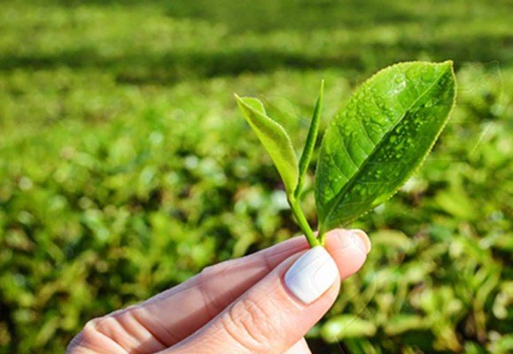 Tés naturales y clones de té ventajas y desventajas