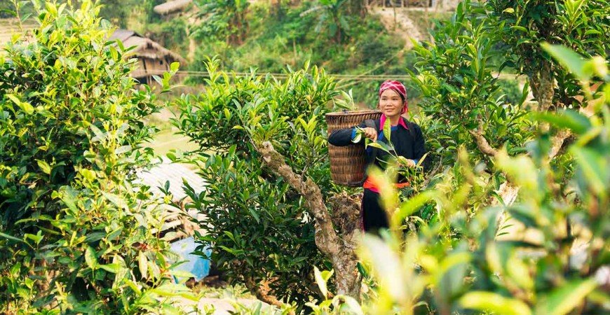 Camellia Sinensis Origen variedades y curiosidades