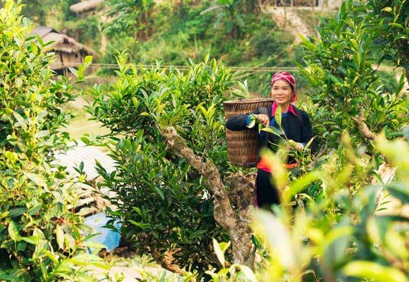 Camellia Sinensis Origen variedades y curiosidades