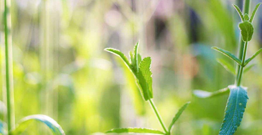 Infusión de la planta Verbena 