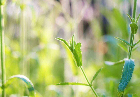 Infusión de la planta Verbena 