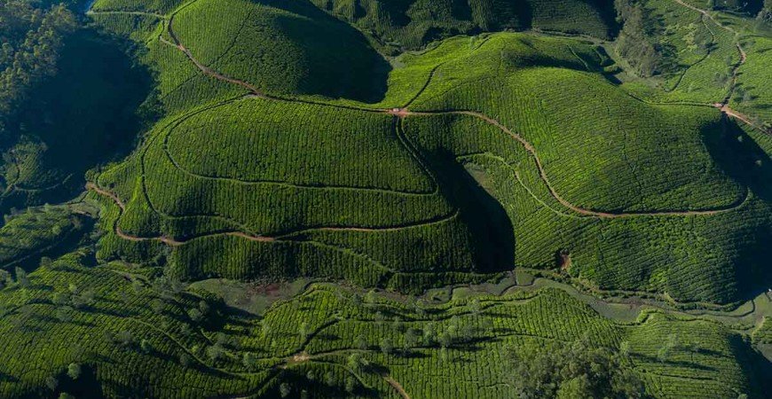 Té de Darjeeling | El Champagne de los tés | Punto de Té ®