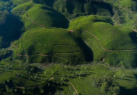 Té de Darjeeling | El Champagne de los tés | Punto de Té ®