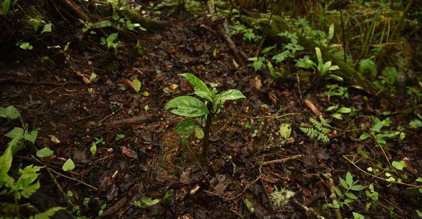 La planta más consumida del mundo, la planta del té