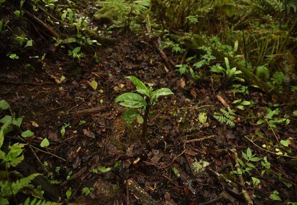 La planta más consumida del mundo, la planta del té