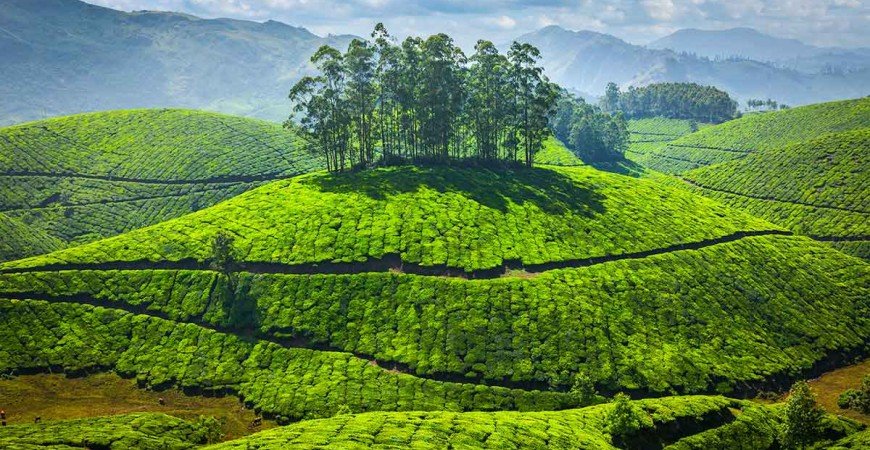 Los grandes  tés de la India