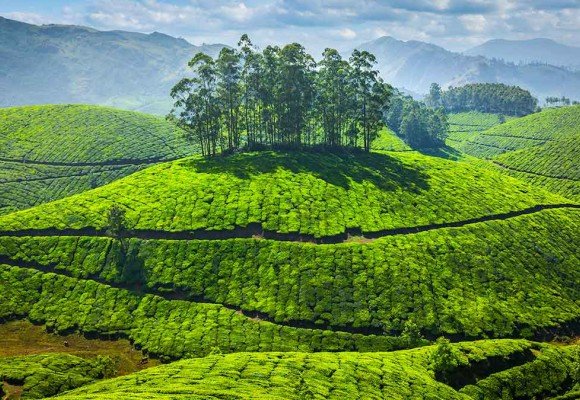 Los grandes  tés de la India