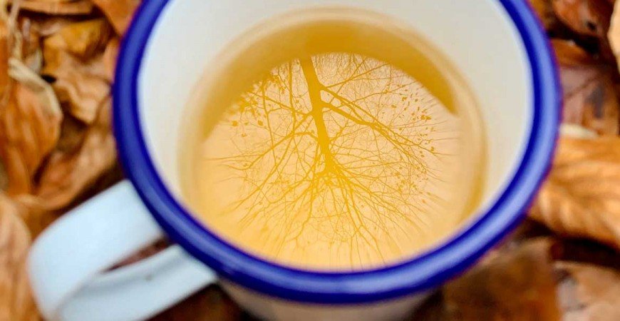 Tés para Recibir el Otoño: Una Transformación de Alma y Cuerpo
