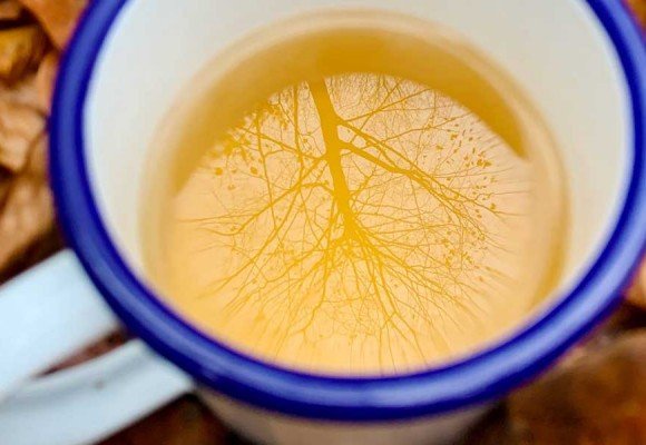 Tés para Recibir el Otoño: Una Transformación de Alma y Cuerpo