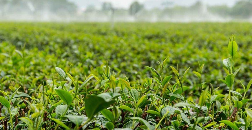 L- Teanina - Propiedades y beneficios