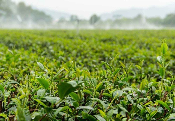 L- Teanina - Propiedades y beneficios
