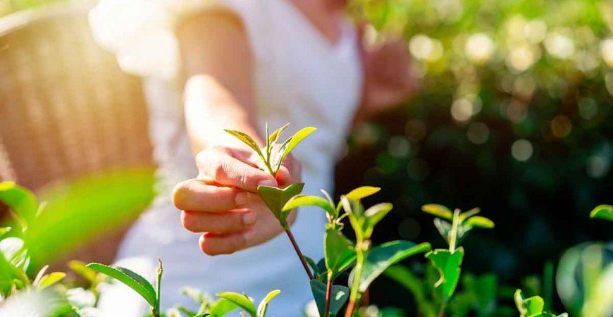 Té Oolong -  todo lo que necesitas saber